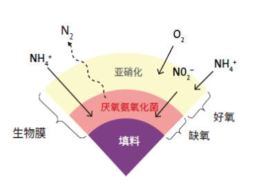 Anita Mox diagram in Chinese